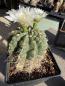 Preview: Gymnocalycium multiflorum